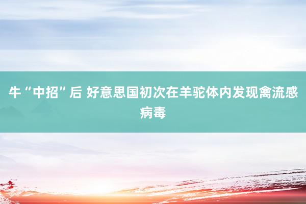 牛“中招”后 好意思国初次在羊驼体内发现禽流感病毒